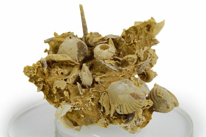 Miniature Fossil Cluster (Ammonites, Belemnite, Urchins) - France #349313